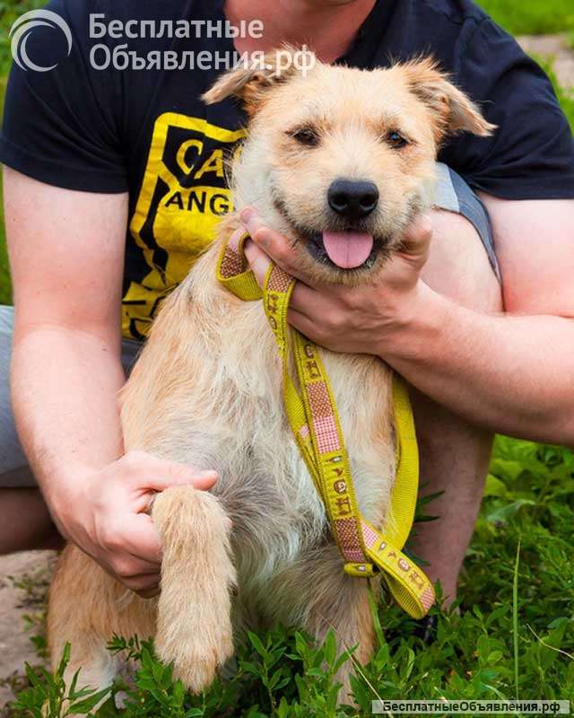 Симпатичный бородатик Вульф всё ещё ждёт своего человека