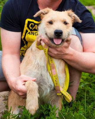 Симпатичный бородатик Вульф всё ещё ждёт своего человека