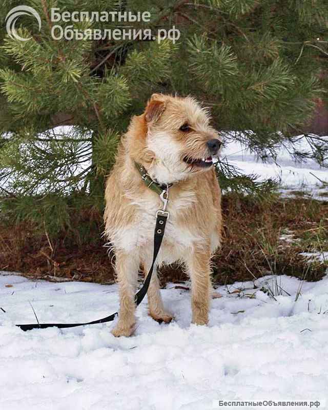Симпатичный бородатик Вульф всё ещё ждёт своего человека