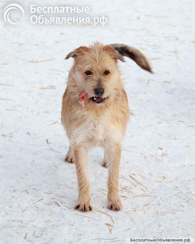 Симпатичный бородатик Вульф всё ещё ждёт своего человека