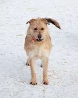 Симпатичный бородатик Вульф всё ещё ждёт своего человека