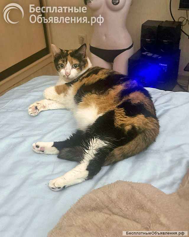 Ямайка ищет дом. Спокойный, надёжный и любящий