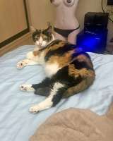 Ямайка ищет дом. Спокойный, надёжный и любящий