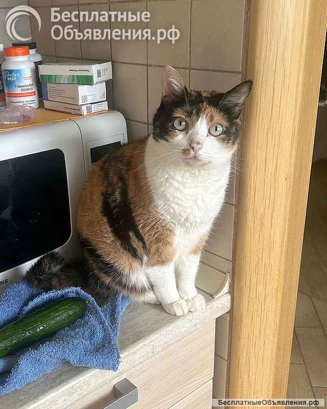 Ямайка ищет дом. Спокойный, надёжный и любящий