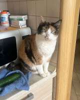 Ямайка ищет дом. Спокойный, надёжный и любящий