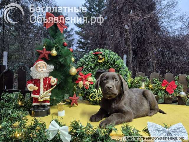 Шоколадные щенки лабрадора-ретривера
