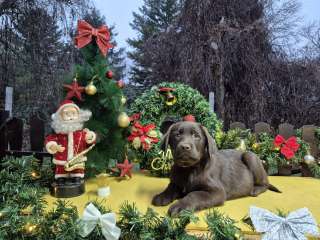 Шоколадные щенки лабрадора-ретривера