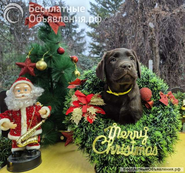 Шоколадные щенки лабрадора-ретривера