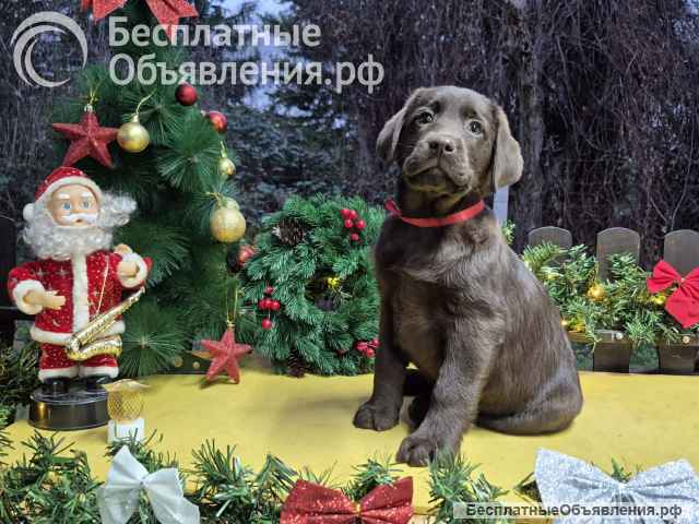 Шоколадные щенки лабрадора-ретривера