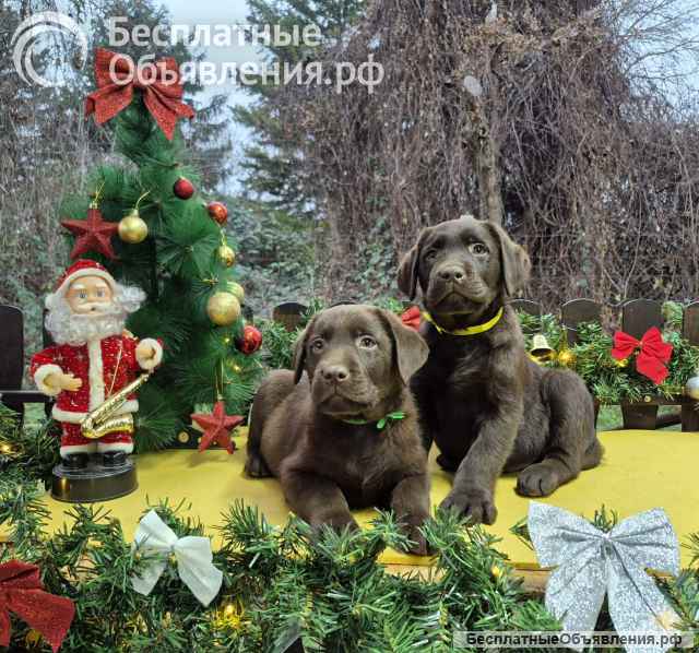 Шоколадные щенки лабрадора-ретривера