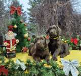 Шоколадные щенки лабрадора-ретривера