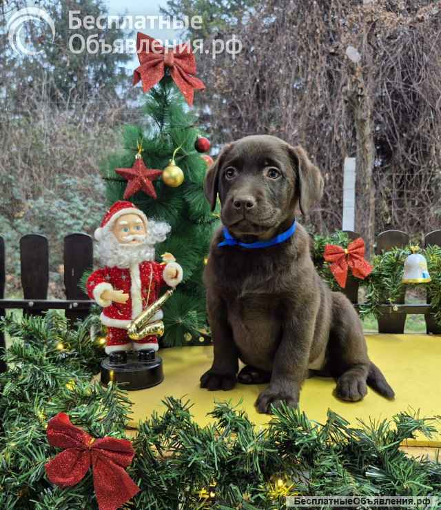Шоколадные щенки лабрадора-ретривера
