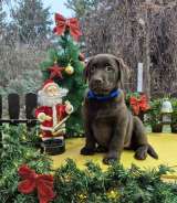 Шоколадные щенки лабрадора-ретривера