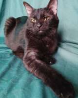 Сабрина ищет дом