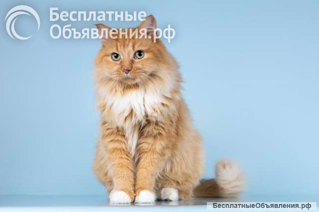 Кошечка Дюймовочка ищет доброе сердце