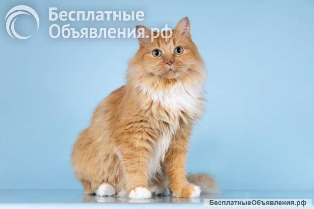 Кошечка Дюймовочка ищет доброе сердце