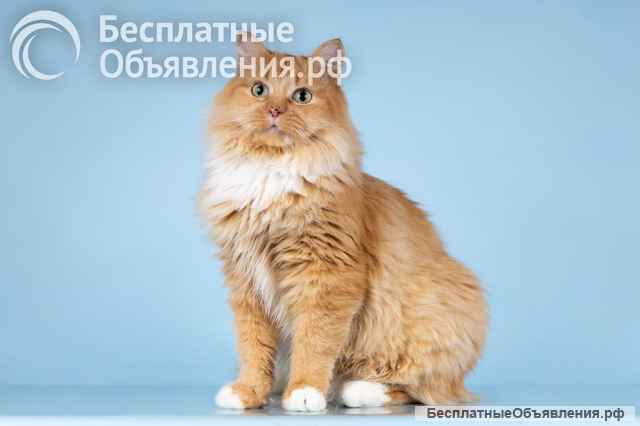 Кошечка Дюймовочка ищет доброе сердце