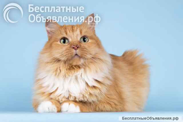 Кошечка Дюймовочка ищет доброе сердце