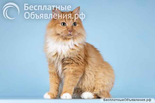 Кошечка Дюймовочка ищет доброе сердце