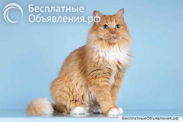 Кошечка Дюймовочка ищет доброе сердце