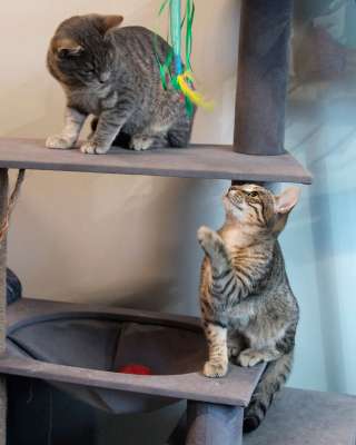 Ищут дом три кошачьих сердца