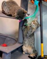 Ищут дом три кошачьих сердца