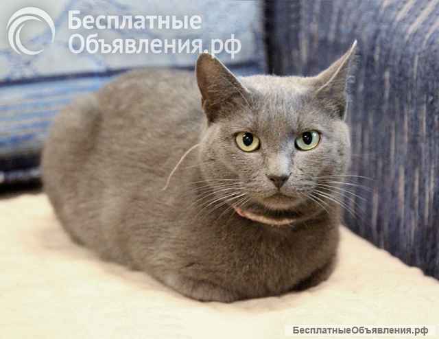 Ищут дом три кошачьих сердца