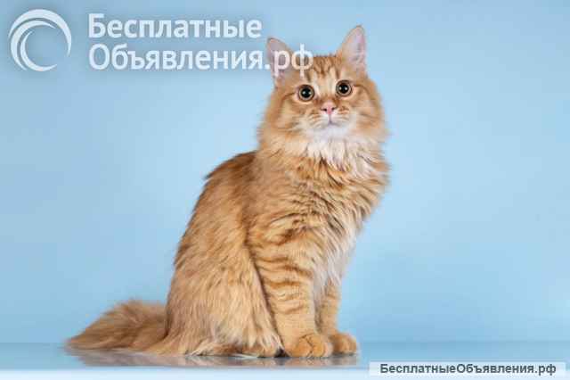 Для рыжего пушистуна по имени Лютик ищем самые добрые руки