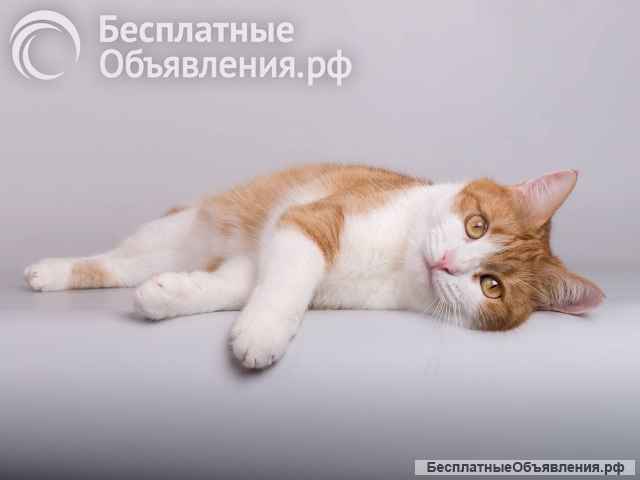 Кошечка Манюня ищет доброе сердце