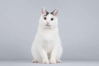 Котейка Андрейка ищет доброе сердце