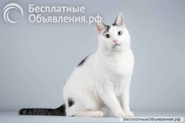 Котейка Андрейка ищет доброе сердце