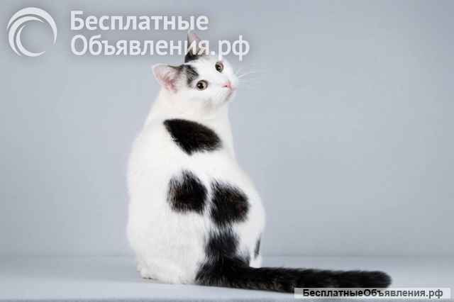 Котейка Андрейка ищет доброе сердце