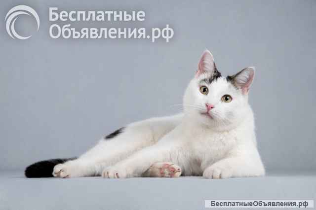 Котейка Андрейка ищет доброе сердце