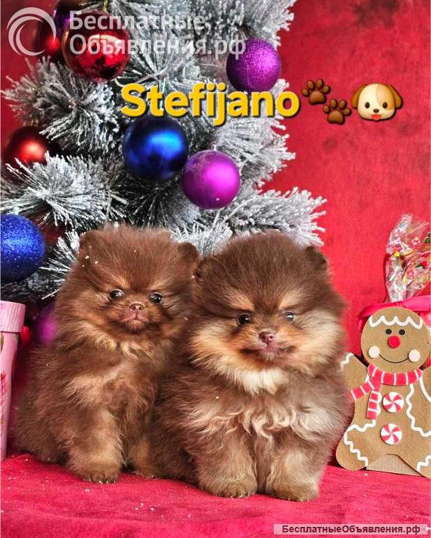 Померанский шпиц щенки