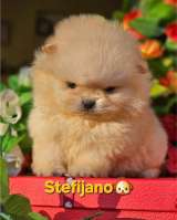 Померанский шпиц щенки