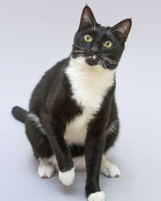 Кот Антошка ищет свою семью