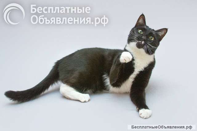 Кот Антошка ищет свою семью