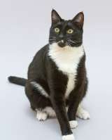 Кот Антошка ищет свою семью