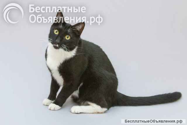 Кот Антошка ищет свою семью