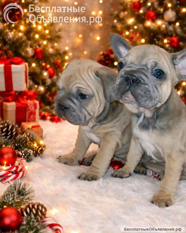 Французский бульдог красивые щенки