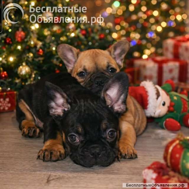 Французский бульдог красивые щенки