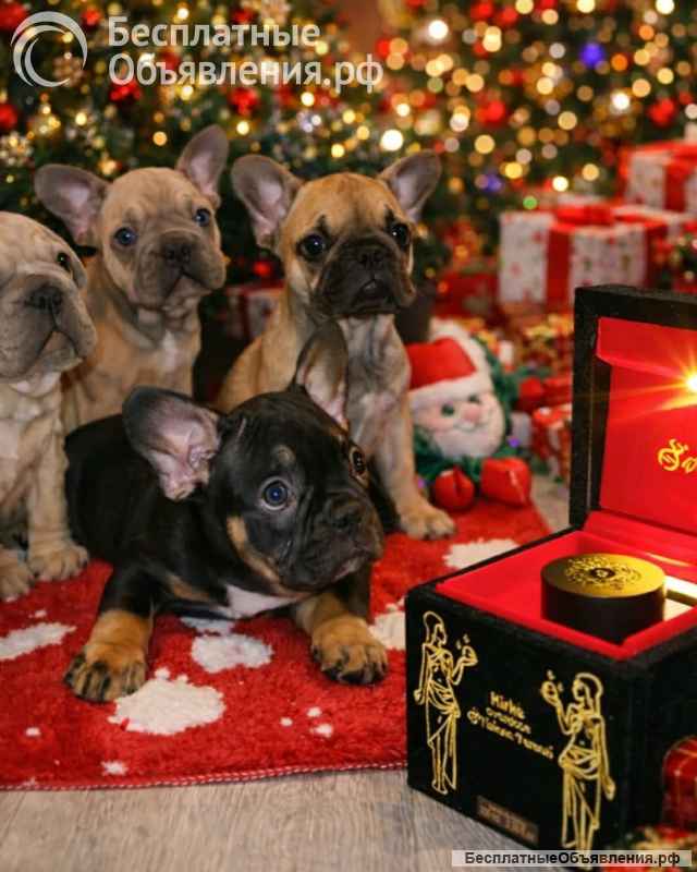 Французский бульдог красивые щенки