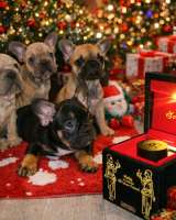 Французский бульдог красивые щенки