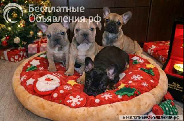 Французский бульдог красивые щенки