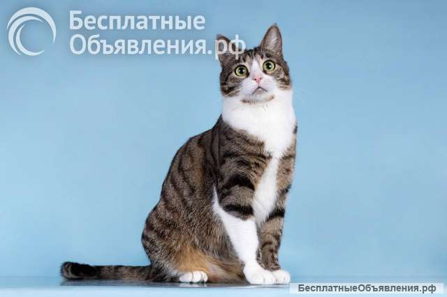 Кошечка Бонни ищет доброе сердце