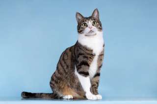 Кошечка Бонни ищет доброе сердце