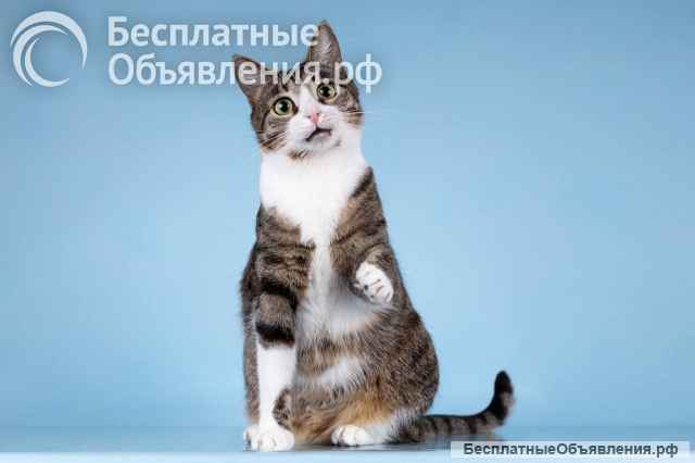 Кошечка Бонни ищет доброе сердце