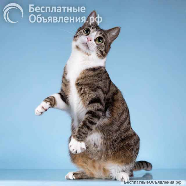 Кошечка Бонни ищет доброе сердце