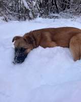 Щенок Кефир в добрые руки