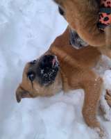 Щенок Кефир в добрые руки